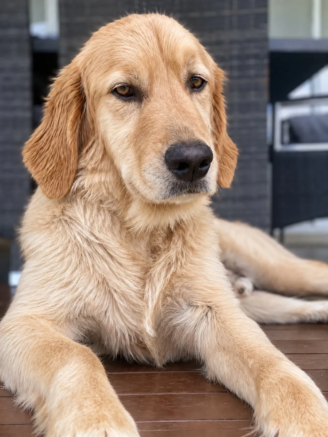 Alby, Golden Retriever