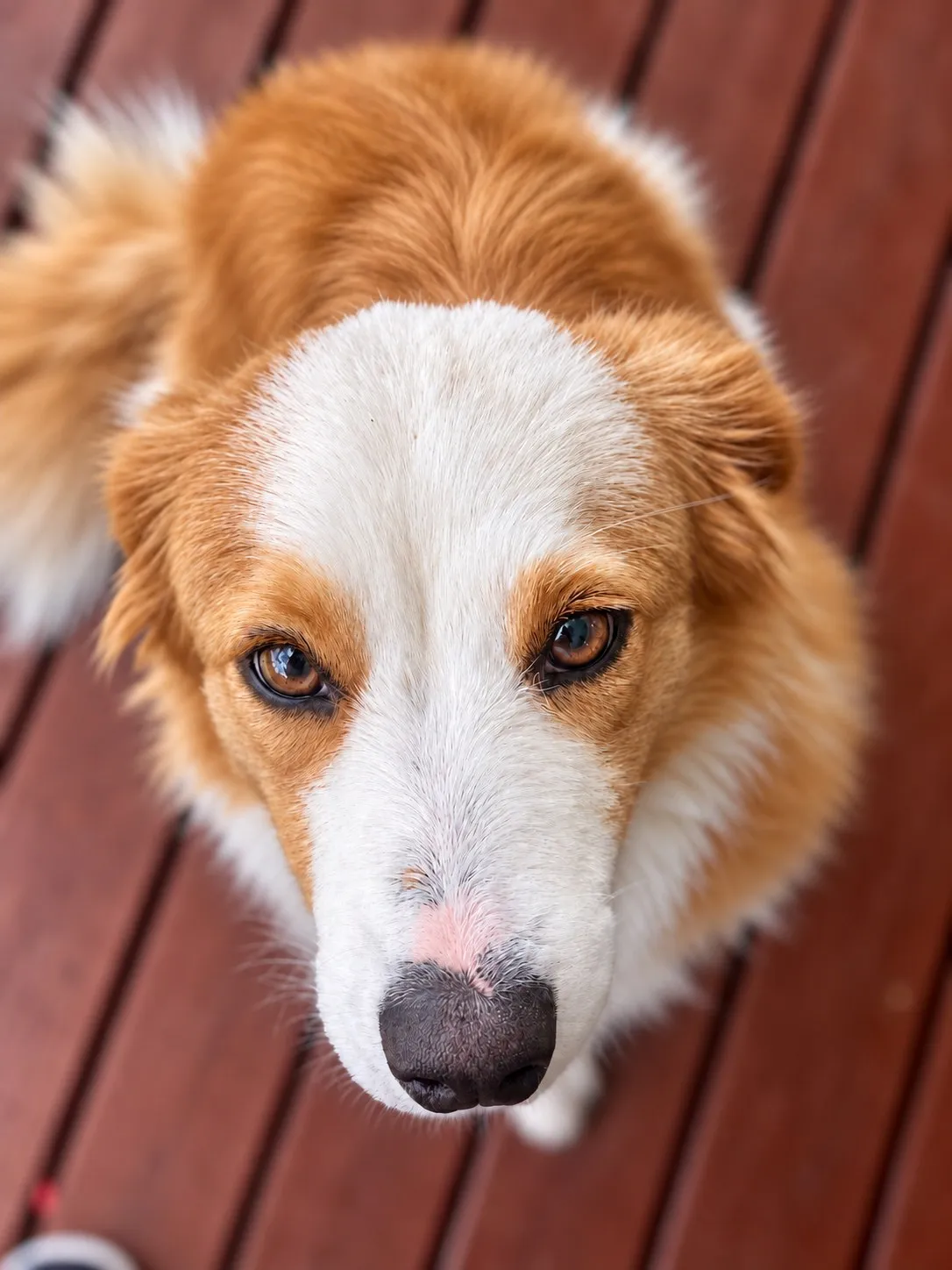 Honey, Border Collie